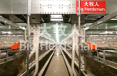 Myanmar broiler cage project goes into production successfully！