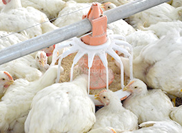 Feeding system